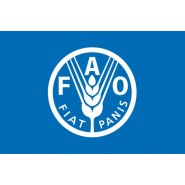 Прапор ФАО (продовольча і сільськогосподарська організація ООН)